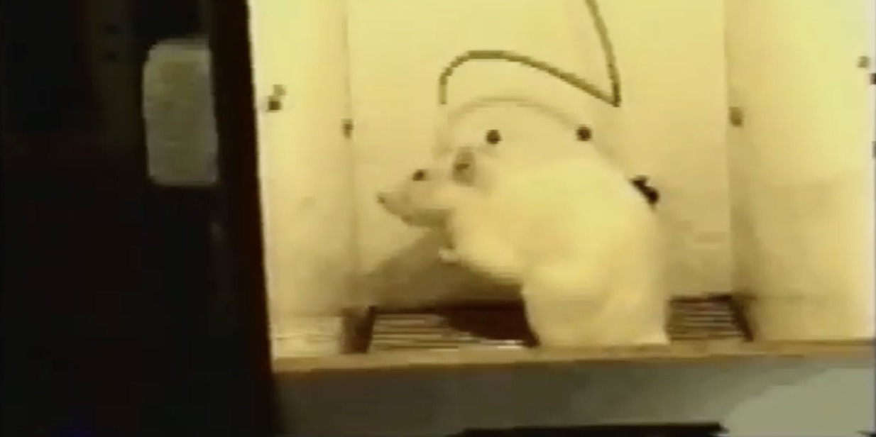 A white rat in an intracranial self-stimulation apparatus, pressing against the lever in the chamber